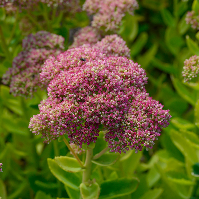 Sedum ‘Herbstfreude’