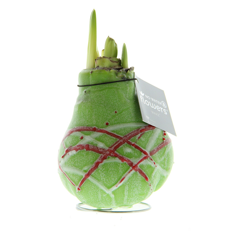 Wax Amaryllis Picasso Vert
