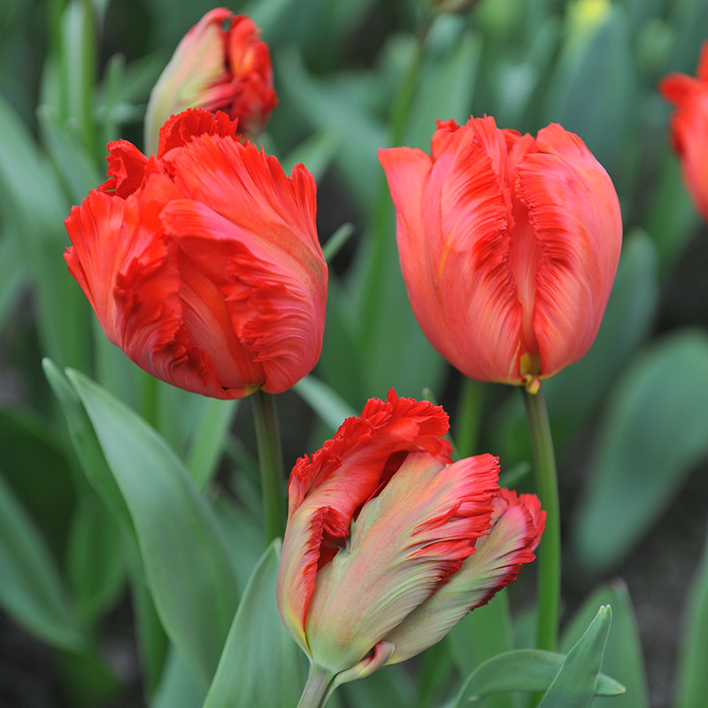 Tulipe Exotic Parrot
