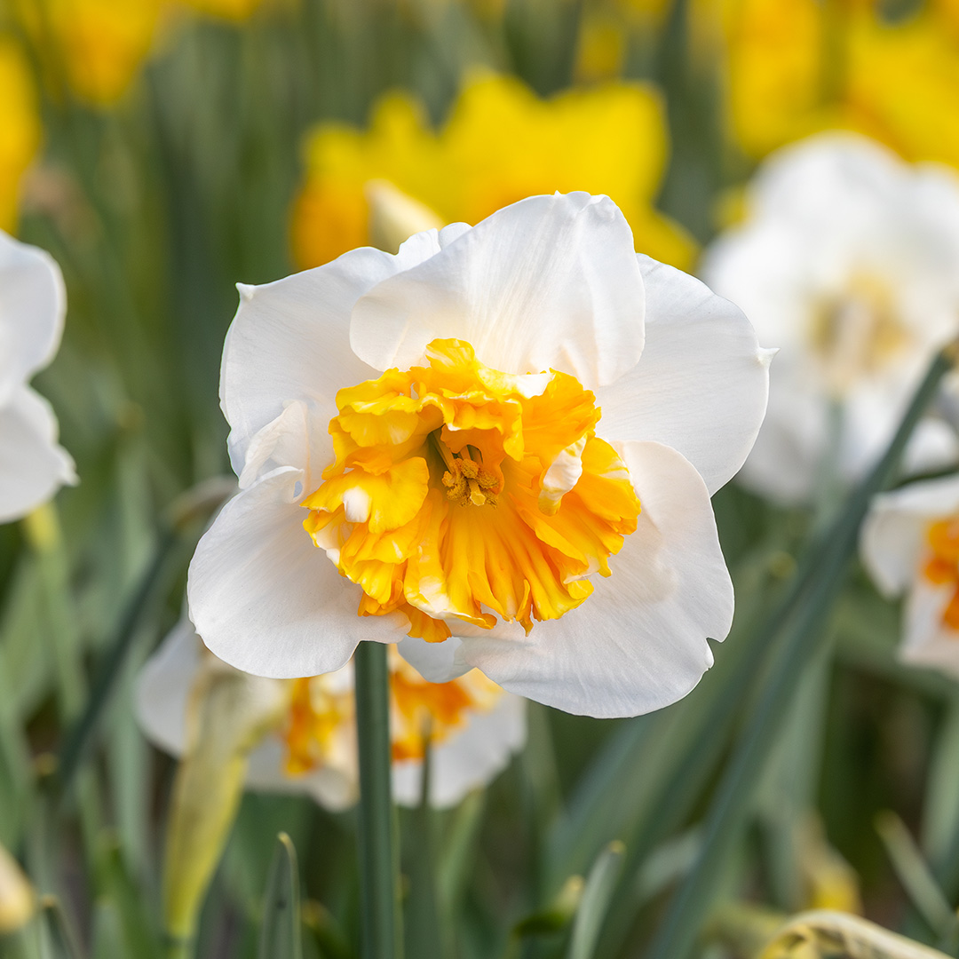 Narcissus Dolly mollinger , à 10