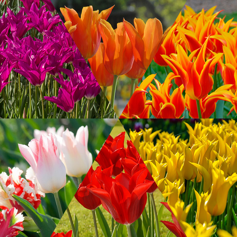 Tulipes fleurir lys collection