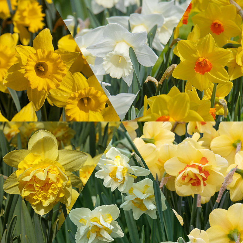 Jonquilles collection