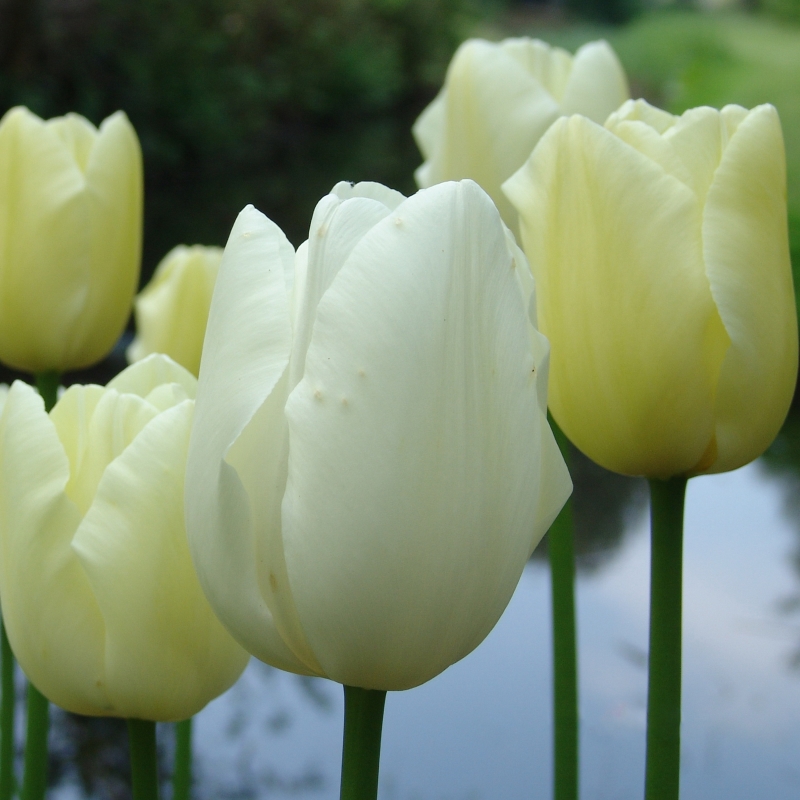 Tulipe Maureen