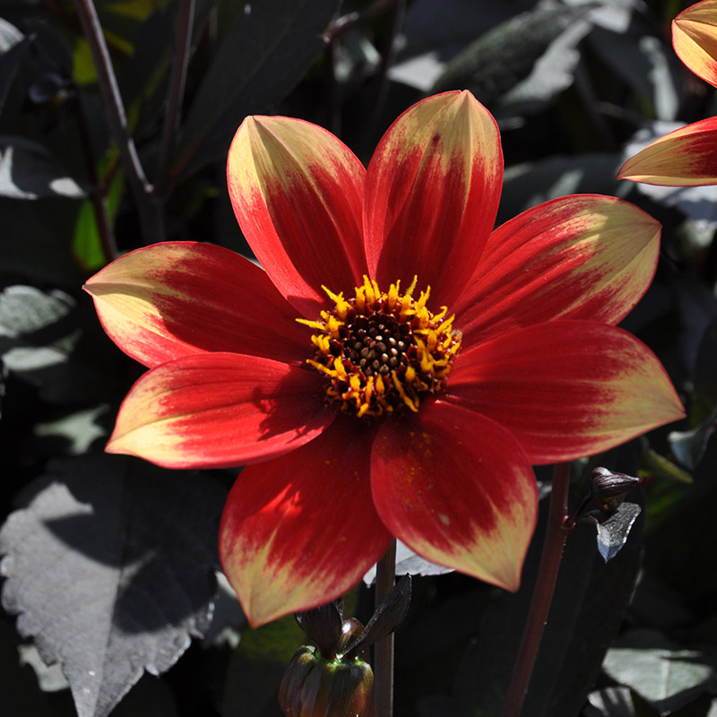 Dahlia Dahlegria Bicolore®