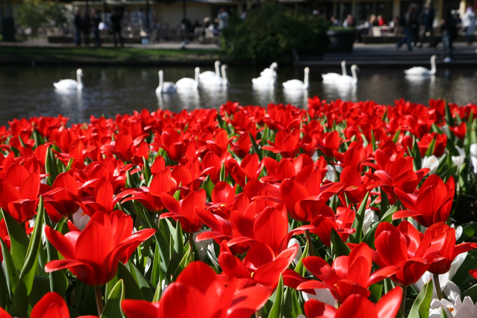 Tulipe Showwinner