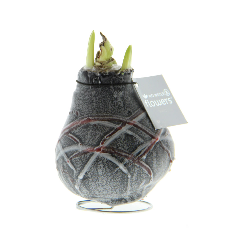 Wax Amaryllis Van Gogh Noir