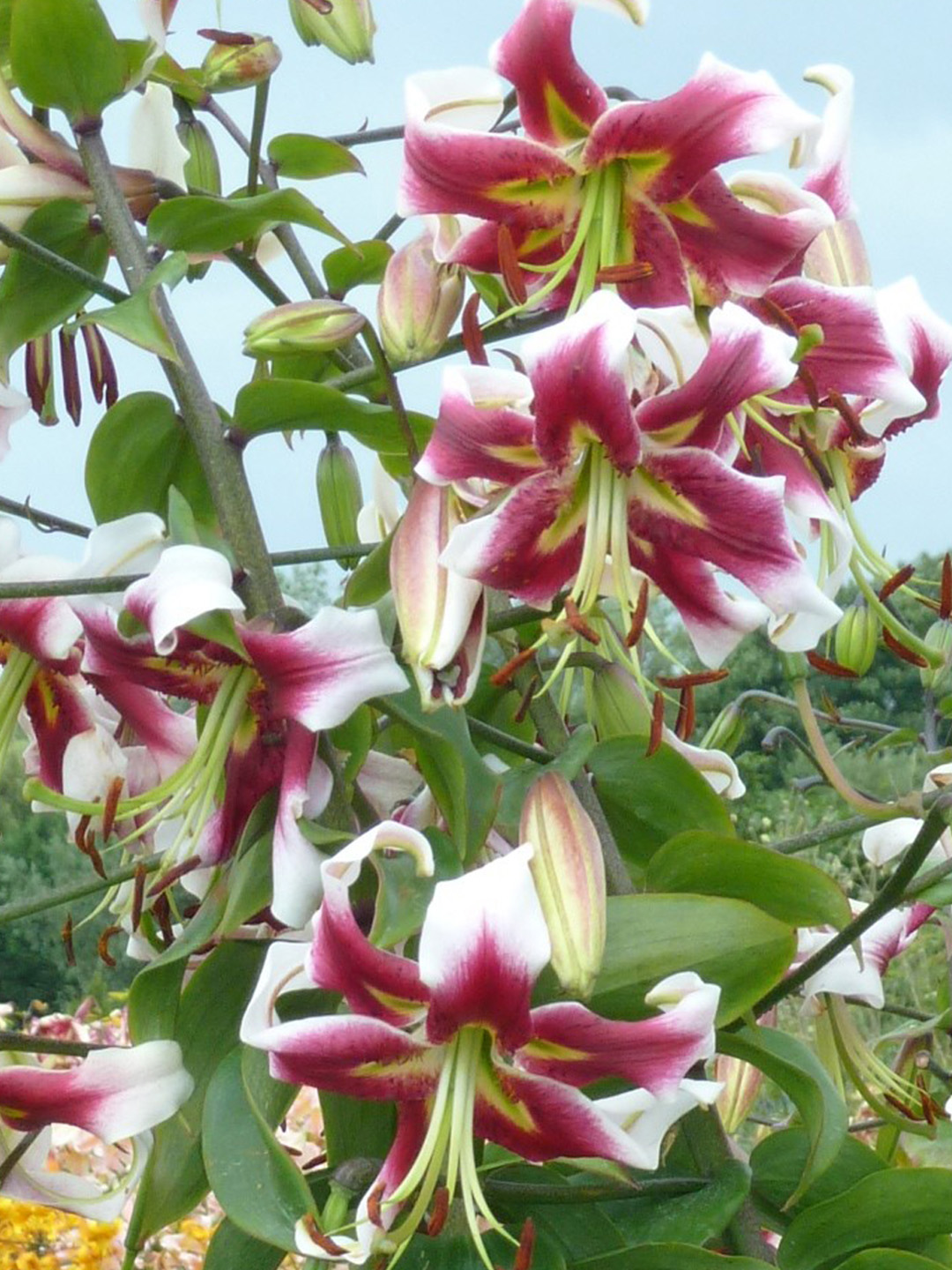 Lilium Beverly Dreams