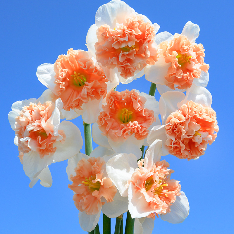 Jonquille Fire Drill