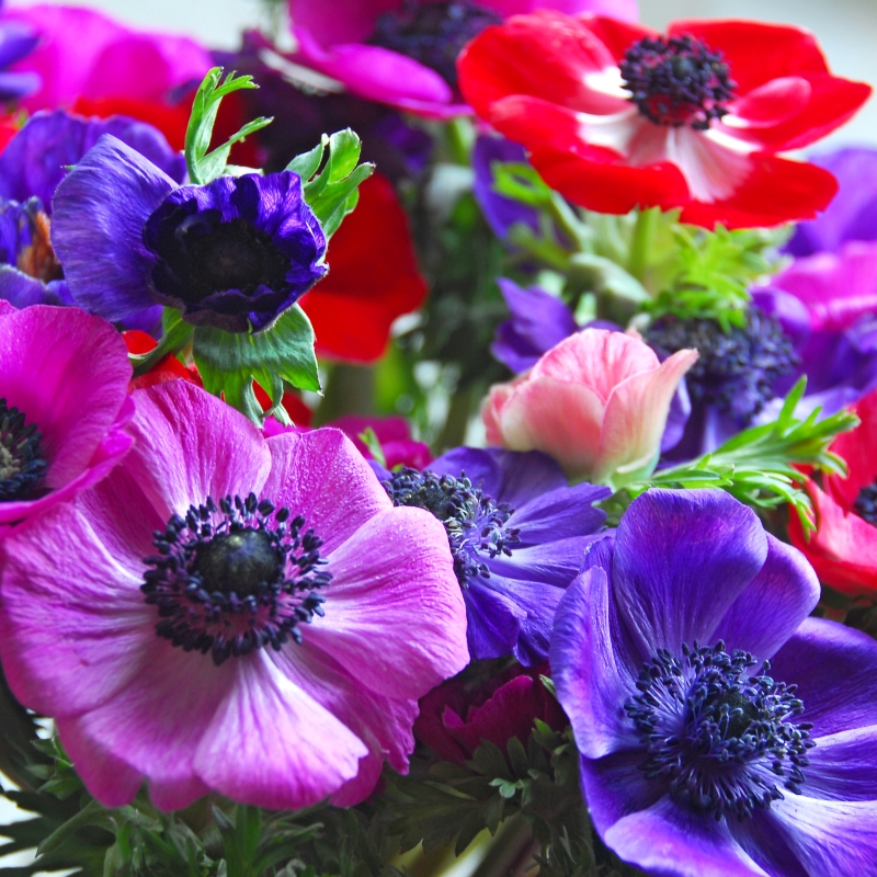 Anemone De Caen