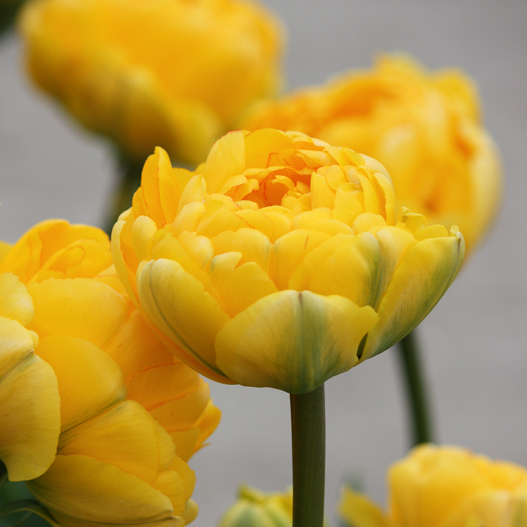 Tulp Yellow Pompenette