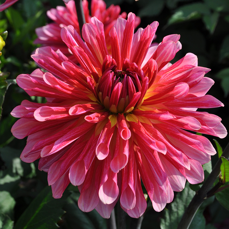 Dahlia Missis Dutch