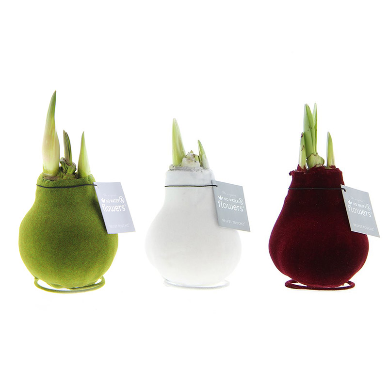 Wax Amaryllis Collection Velvet Touchz