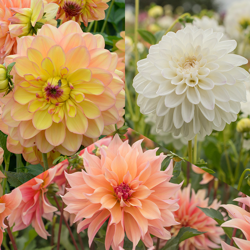 Collection de dahlias „Summer Romance”