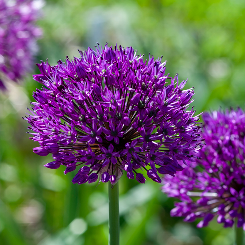 Allium Purple Sensation
