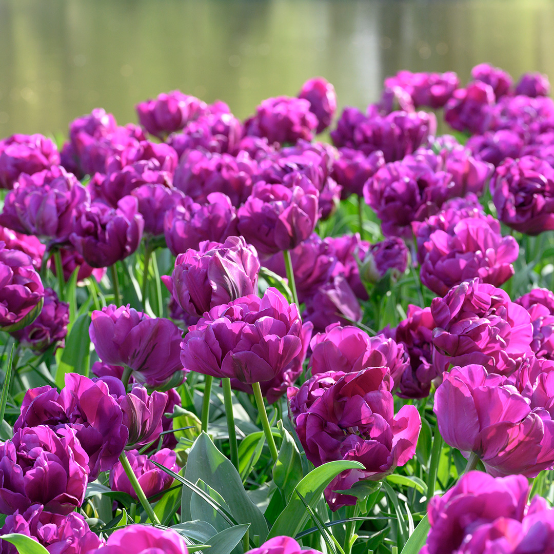 Tulp Negrita Double