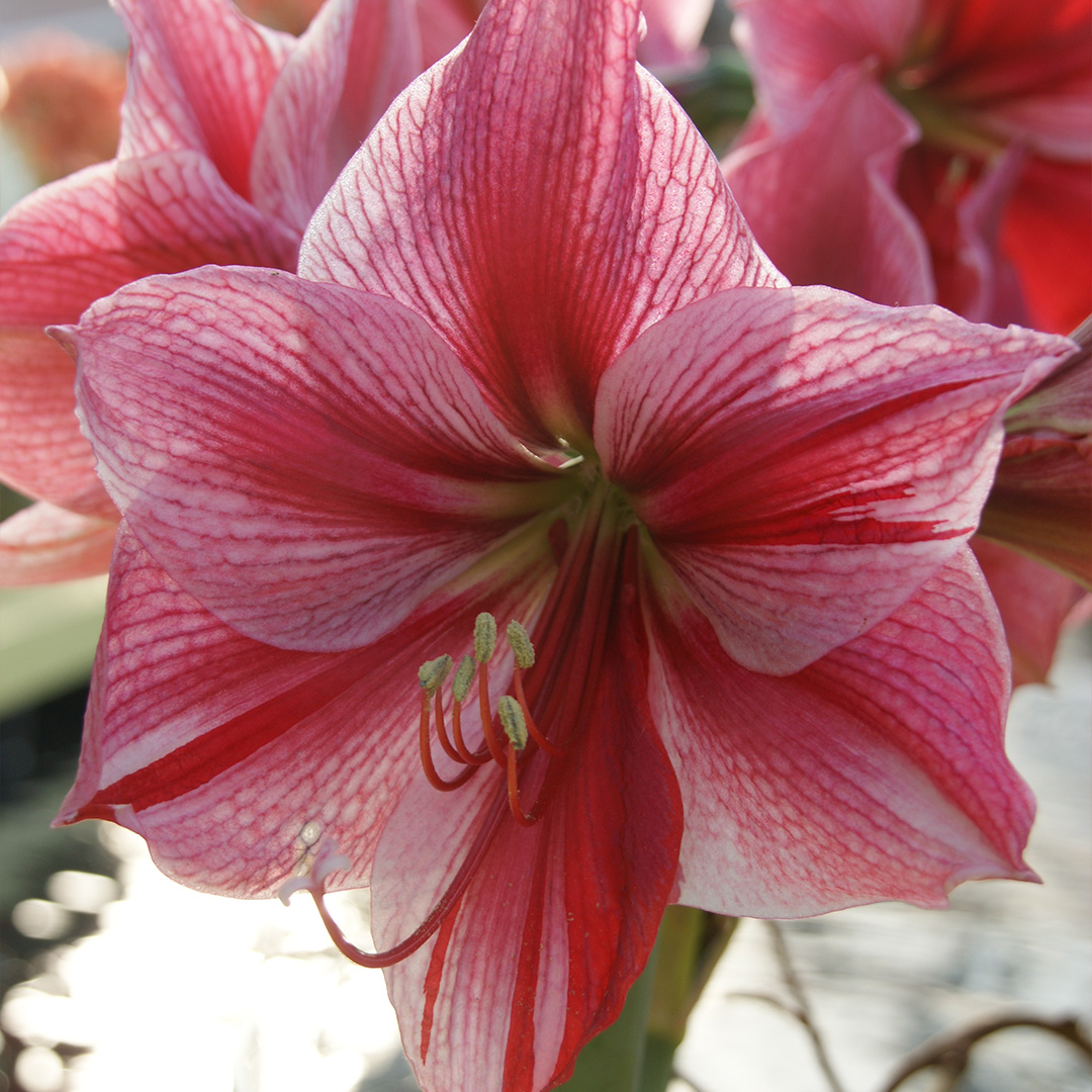 Amaryllis Gervase