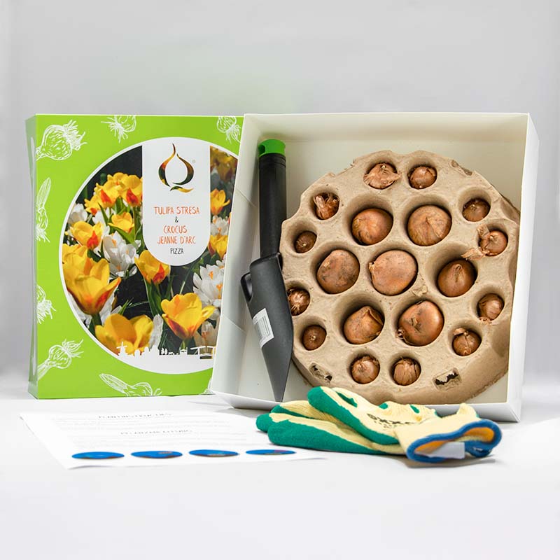 Pizza Tulipe Stresa & Crocus Jeanne d'Arc avec pelle a planter et gants de jardinage
