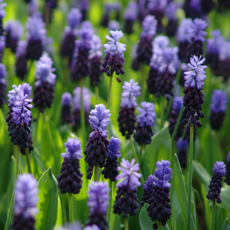 Muscari latifolium