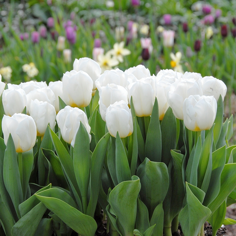 Tulipe Calgary