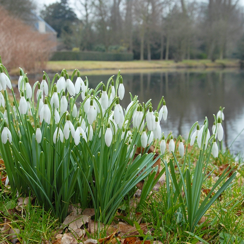 Galanthus Nivalis (Le perce-neige)