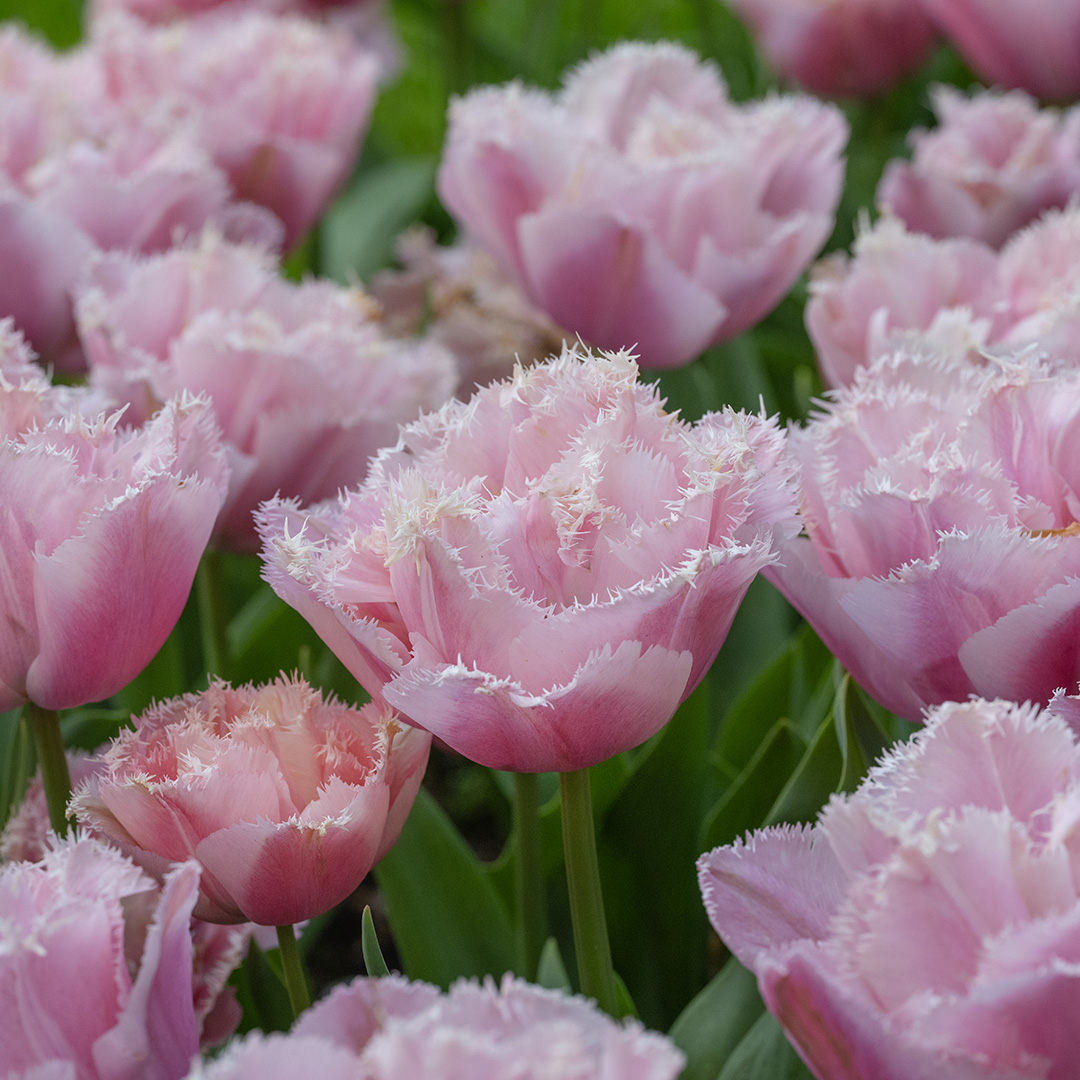 Tulipa Pink Magic