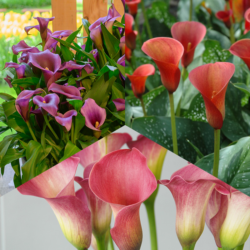 Calla mélange “L'été coloré”
