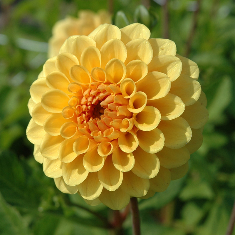 Dahlia Golden Scepter