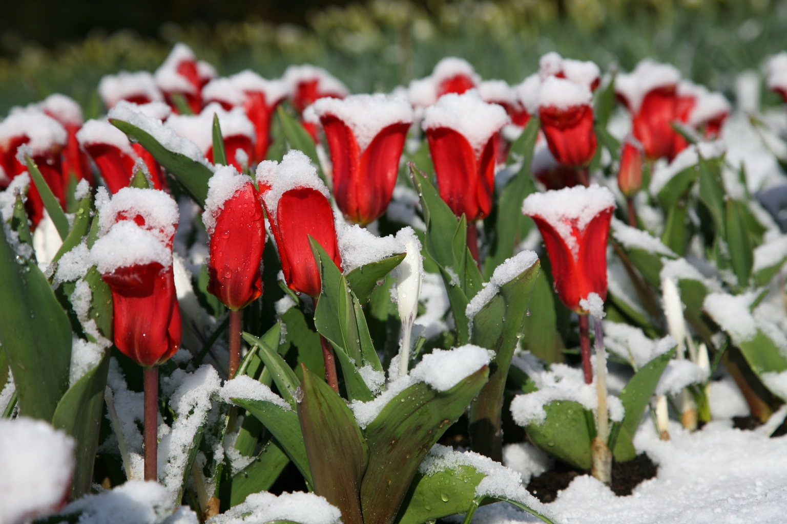 Tulipe Showwinner