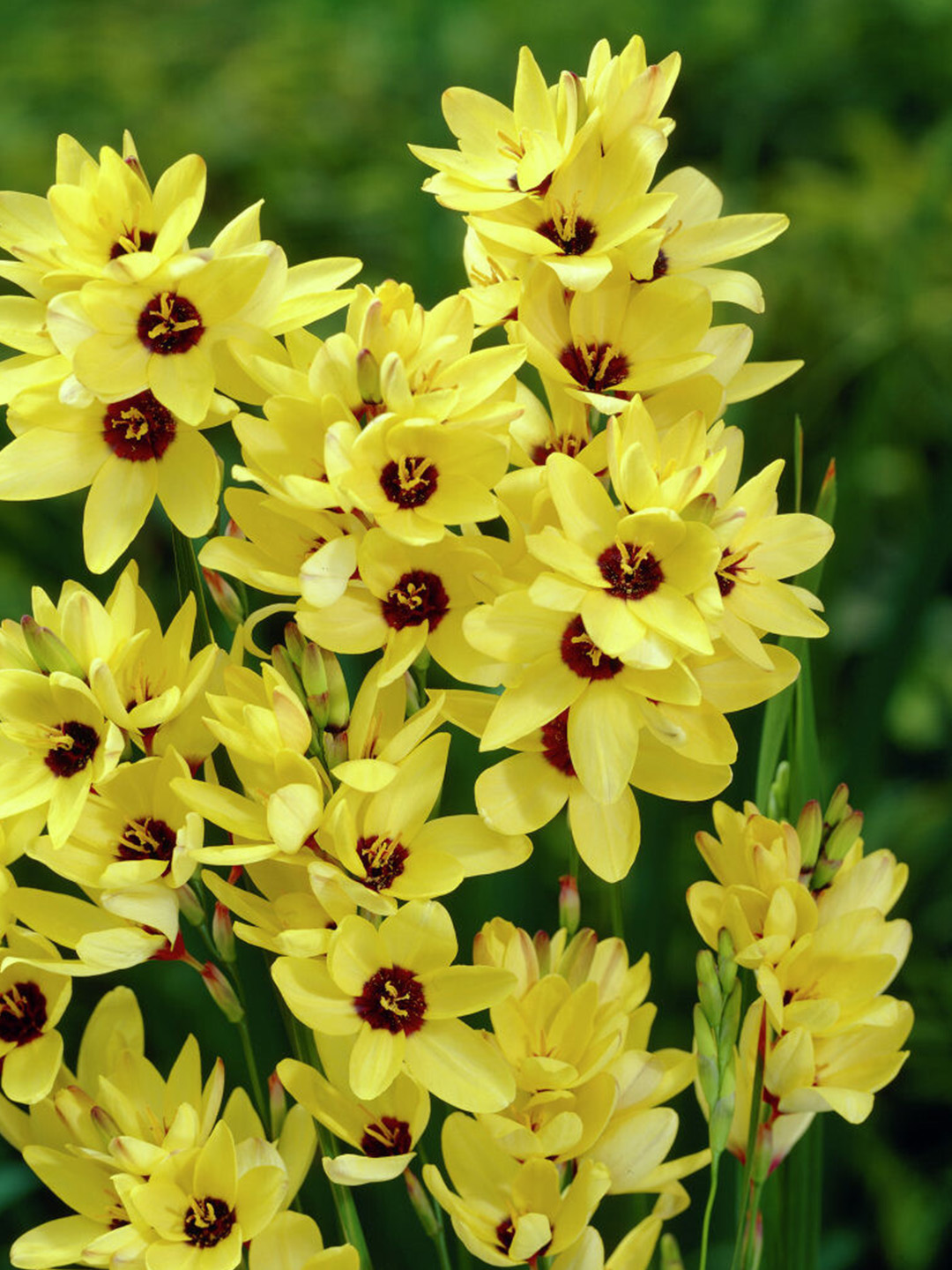 Ixia Yellow Emperor