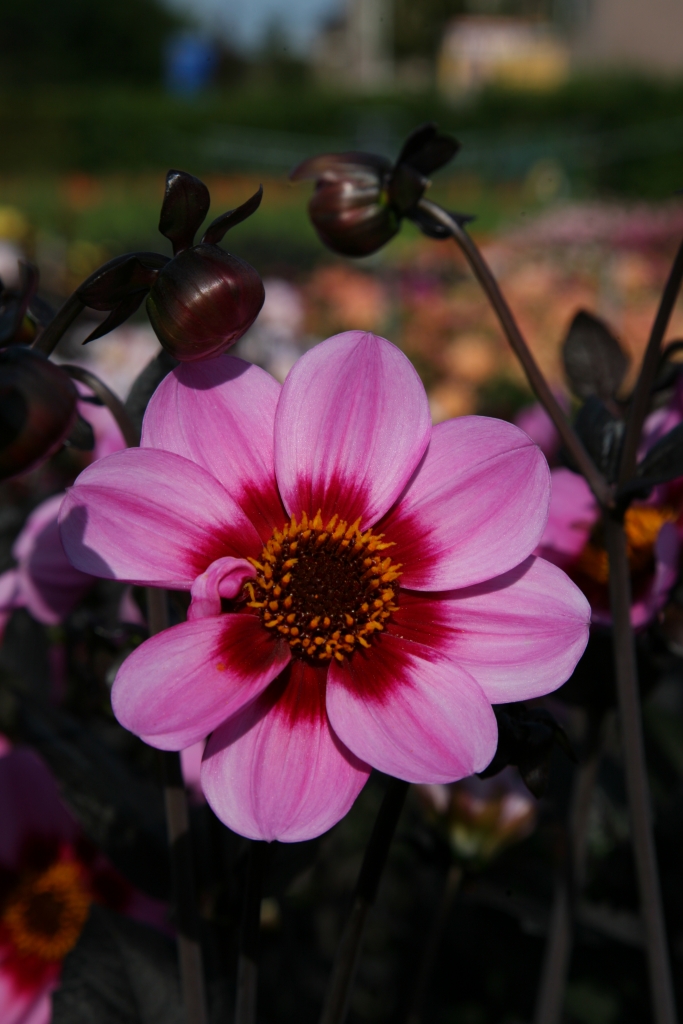 Dahlia HS Wink®