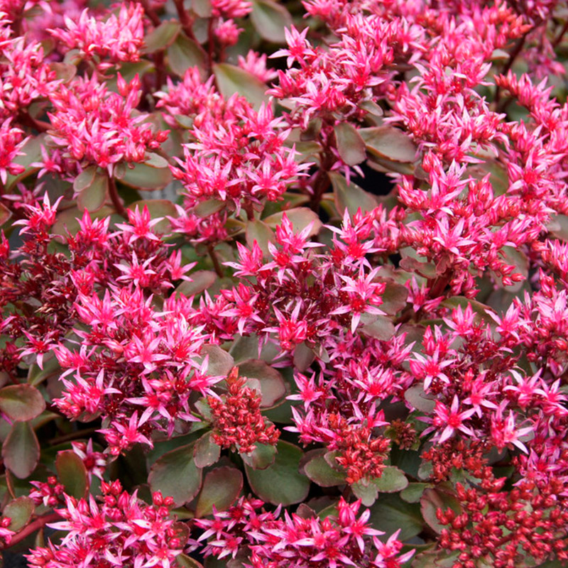 Oprin bâtard (Sedum spur.) 'Fuldaglut'