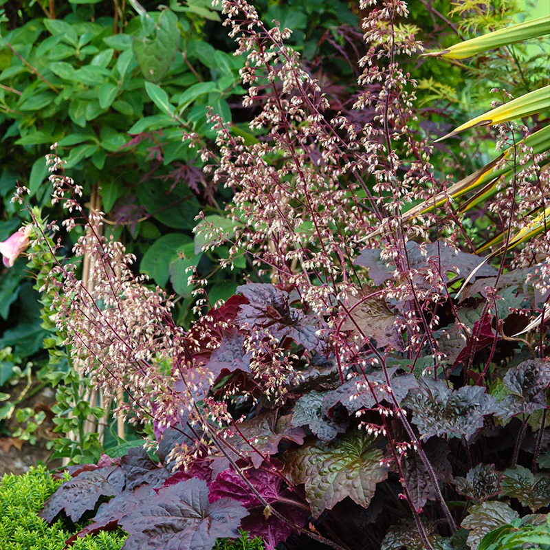 Heuchère pourpre (Heuchera micr.) 'Palace Purple'