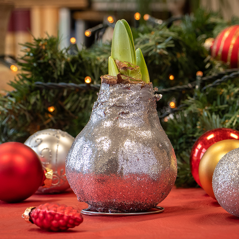 Wax Amaryllis Glitterz Argent en tube