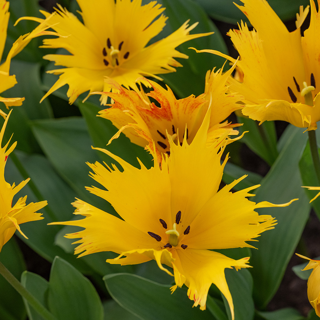 Tulipa Golden Leo