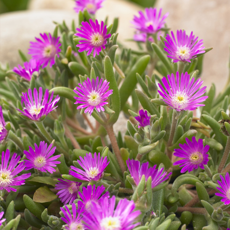 Delosperma aberd. 'Hot Pink'