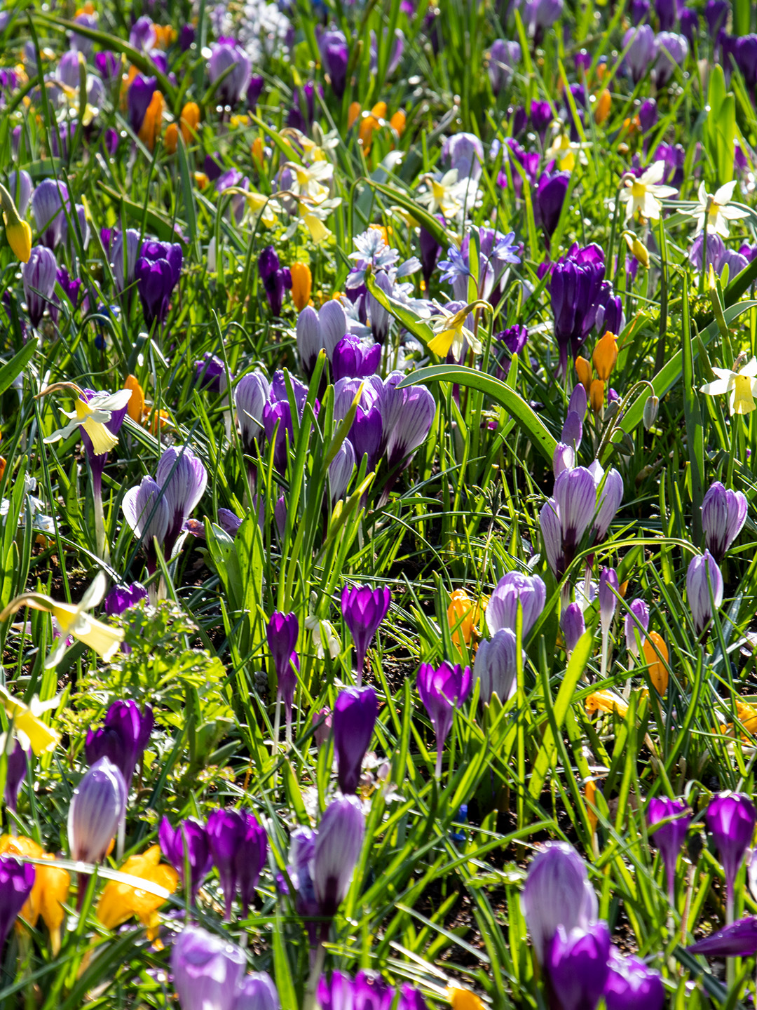 Collection de bulbes de printemps naturalisants