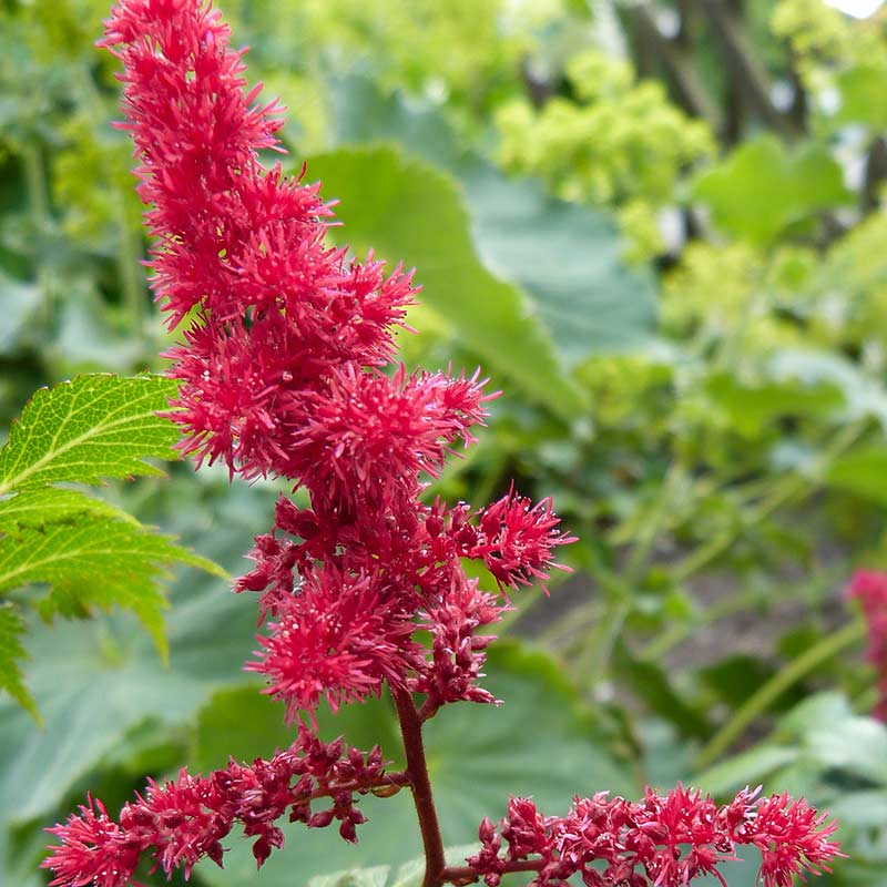 Astilbe Arendsii 'Fanal'