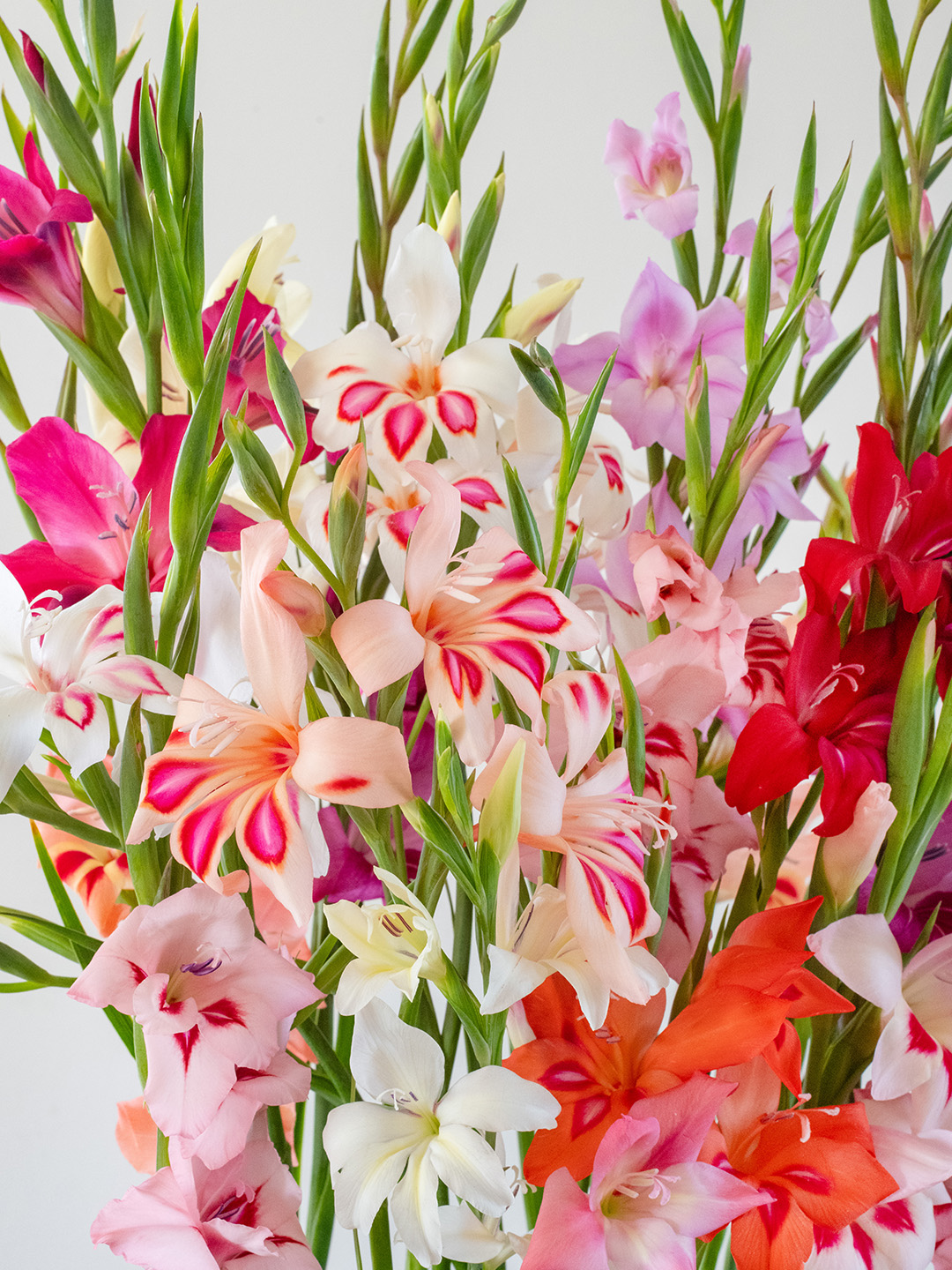 Gladiolus nanus Mixed