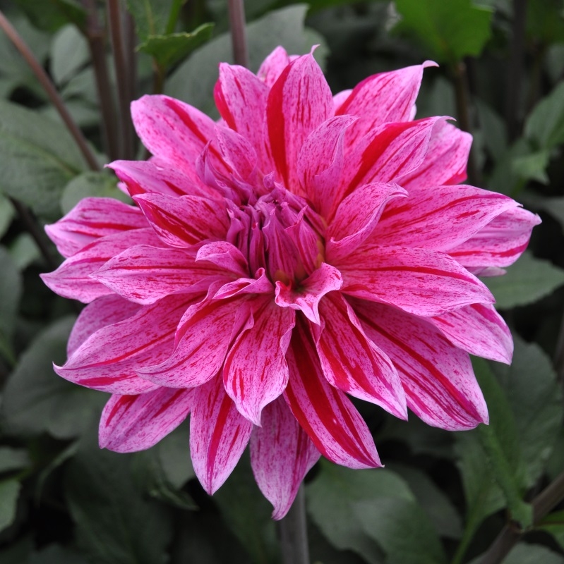 Dahlia Babylon lilas