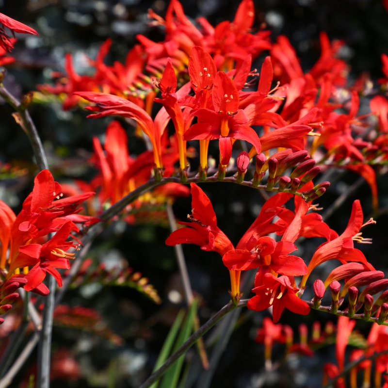 Crocosmia Lucifer