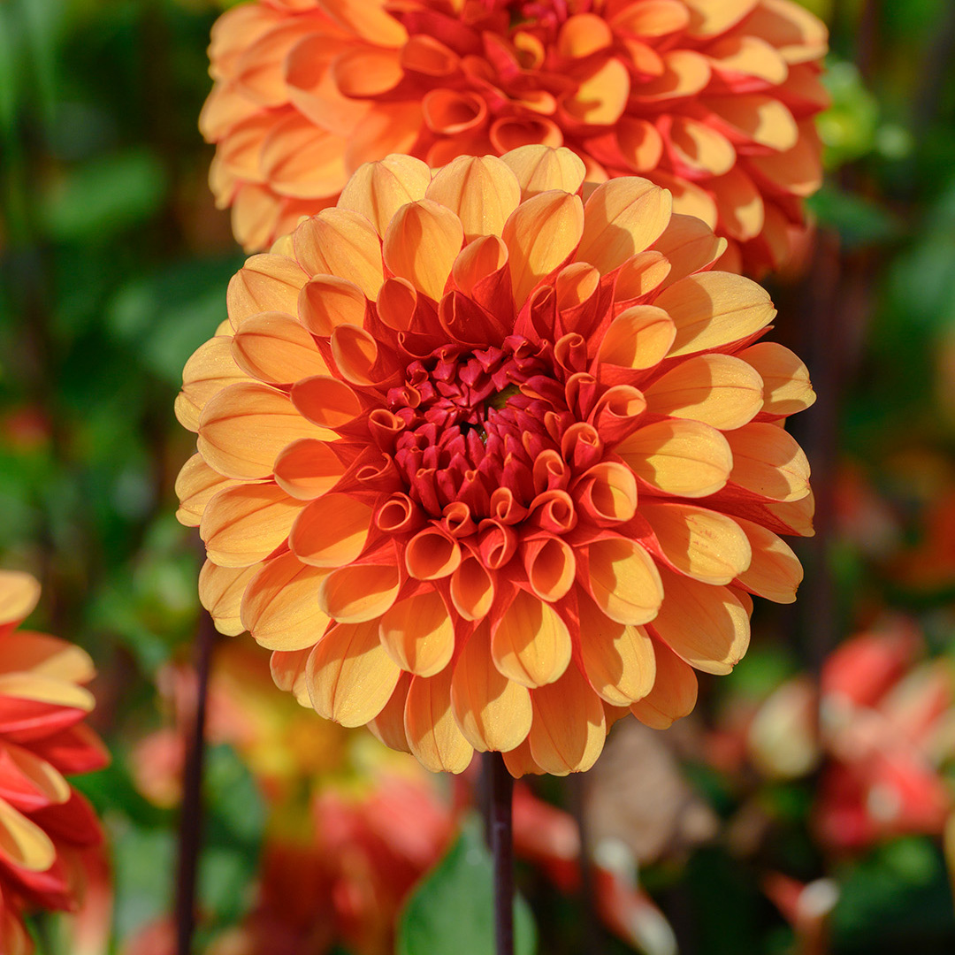 Dahlia American Sunset®