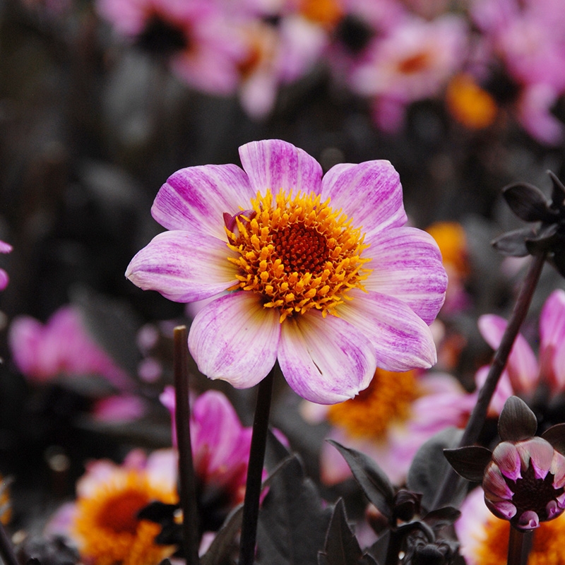 Dahlia American Pie®