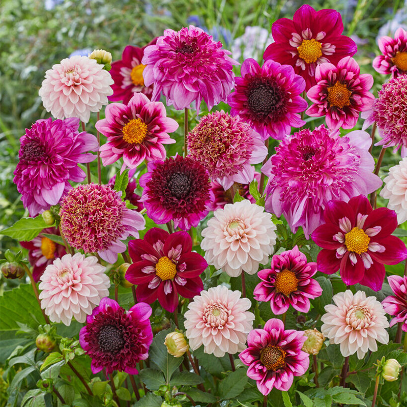Dahlia Purple Pink Mix