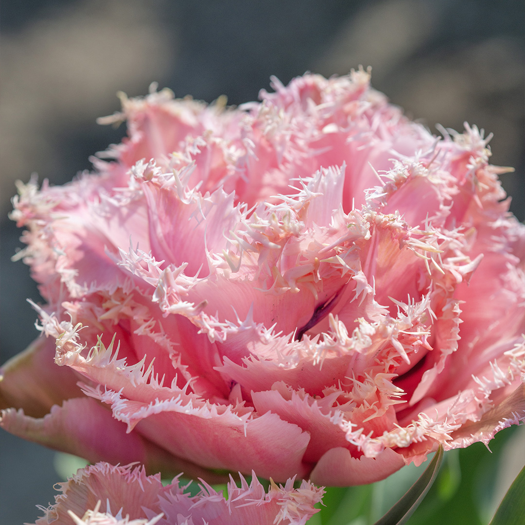 Tulipa Pink Magic