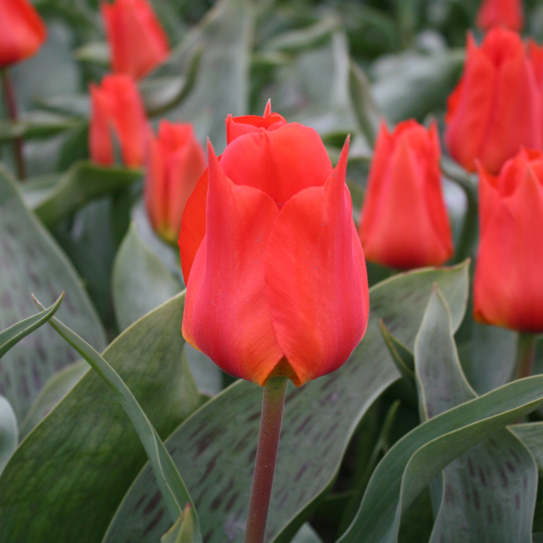 Tulip Miramare
