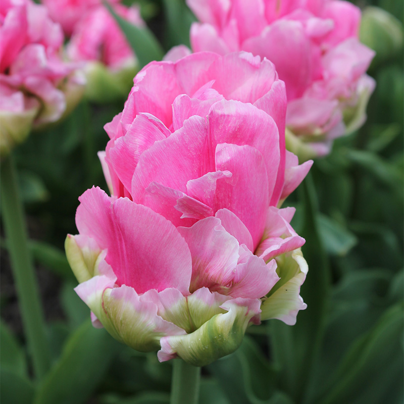 Tulipe Double Arosa®