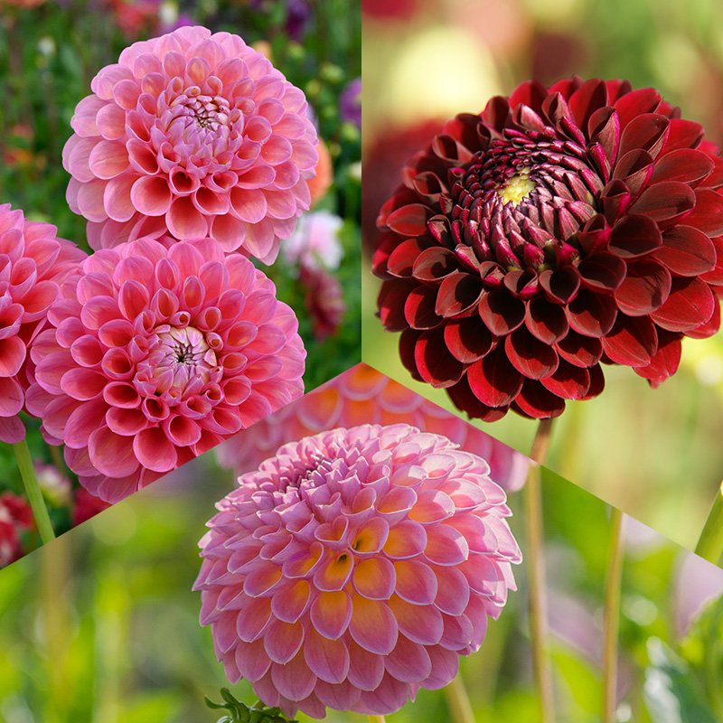 Collection de Dahlias Bal „Jardin de cueillette”