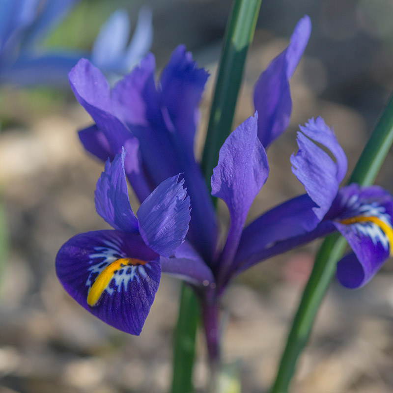 Iris reticulata Pixie