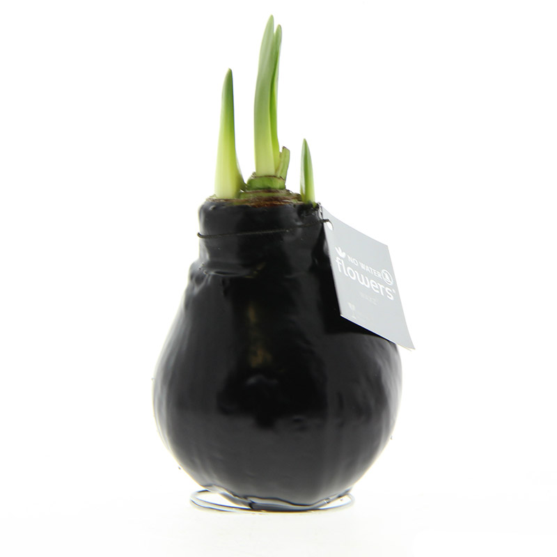 Wax Amaryllis Noir