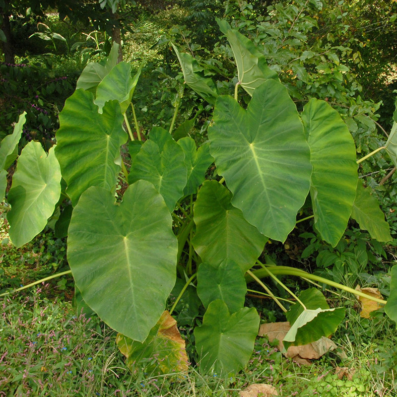 Colocasia esculenta